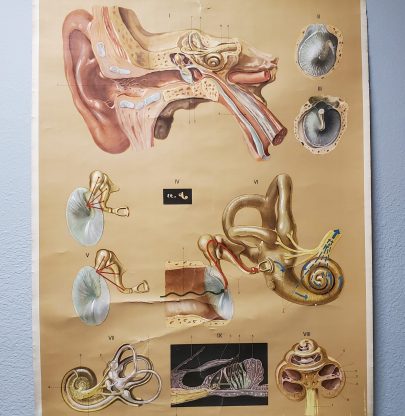 Ear Anatomy 1960s Educational Chart